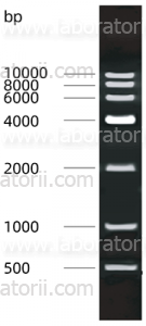 Маркер ДНК 6Kb, окрашенный, фрагменты: 500, 1000, 2000, 4000, 6000, 8000, 10000 п.н., изображение 1