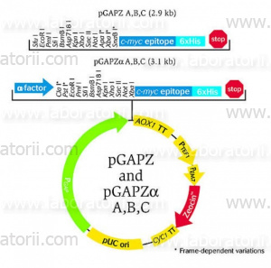 Векторы экспрессии pGAPZα A, B, C и Pichia pastoris