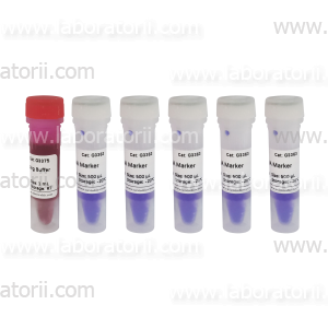 Маркер ДНК, 300 - 10000 п.о. в буфере для нанесения на гель, 5 x 500 мкл