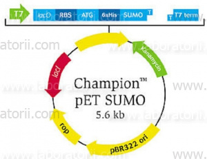 Система экспрессии белков и пептидов Champion pET SUMO
