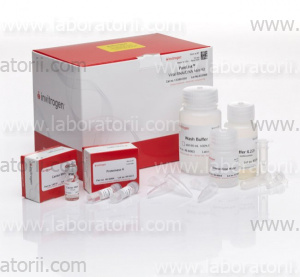 Набор PureLink Viral RNA/DNA Mini Kit