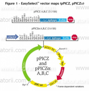 Векторы pPICZα A, B, & C Pichia